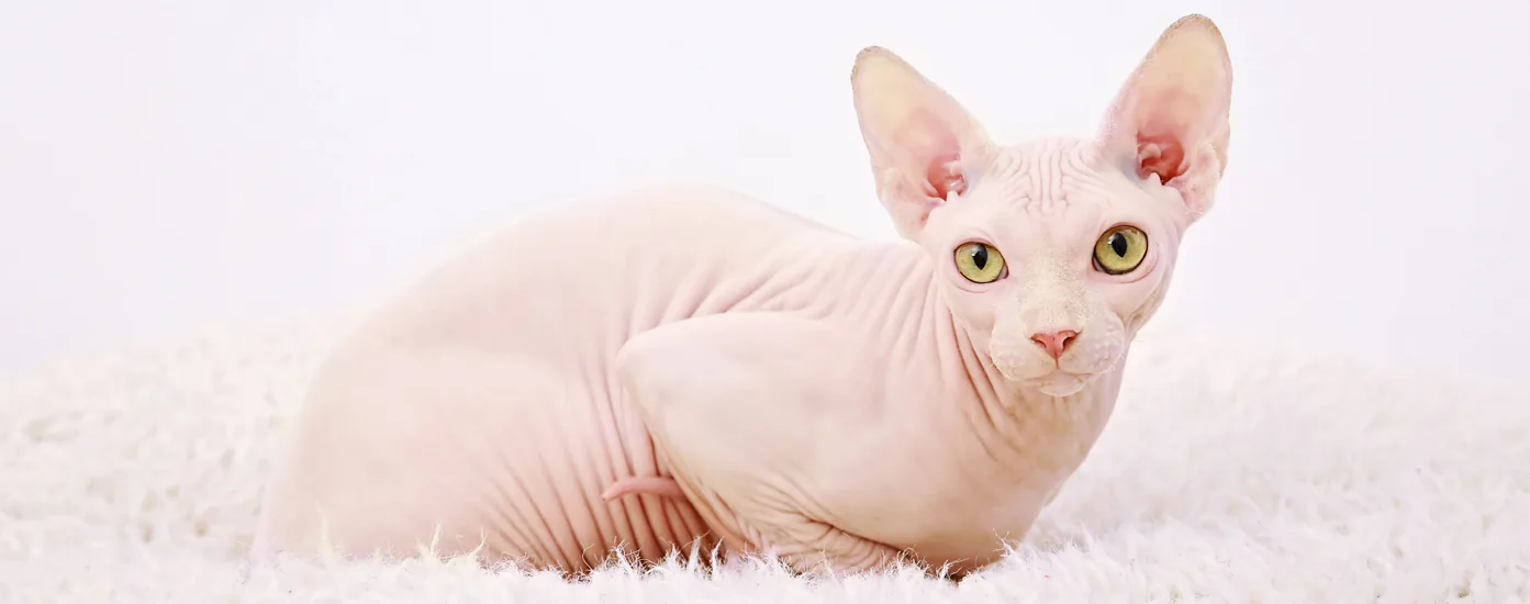 White Sphynx cat