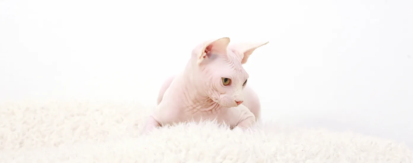White Sphynx kitten
