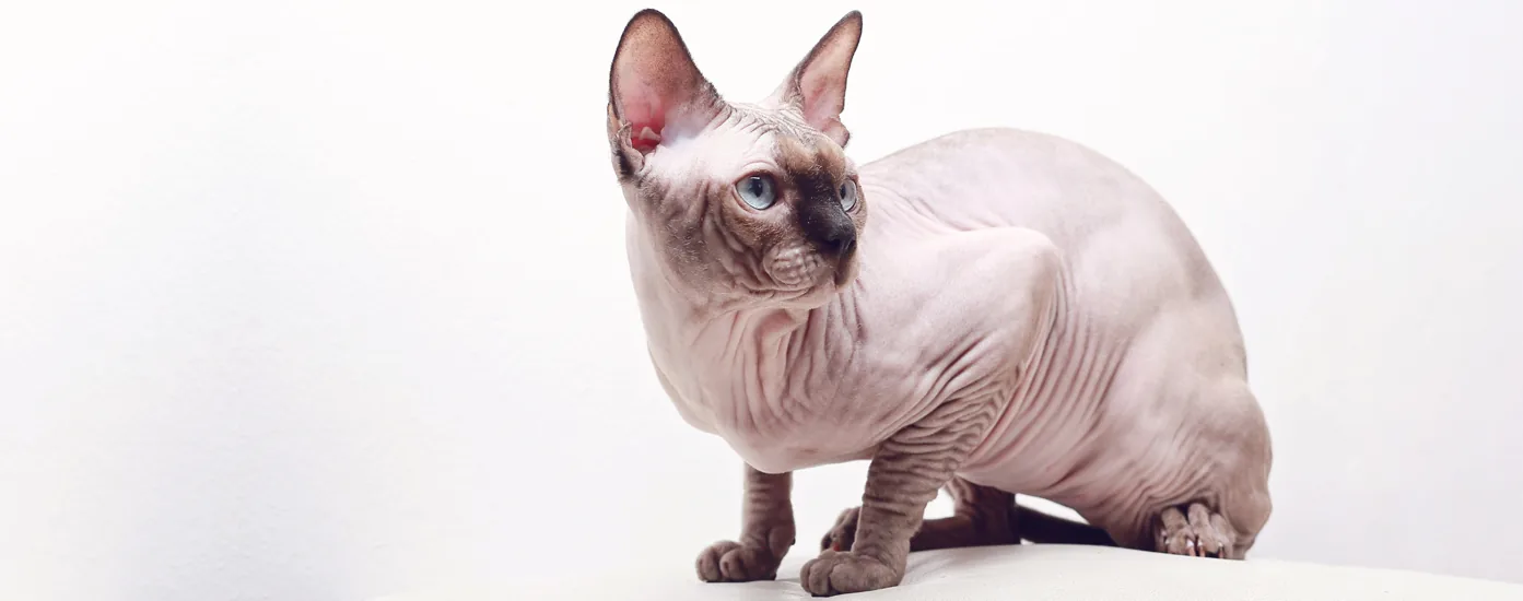 Seal coloured Sphynx cat with aqua eyes