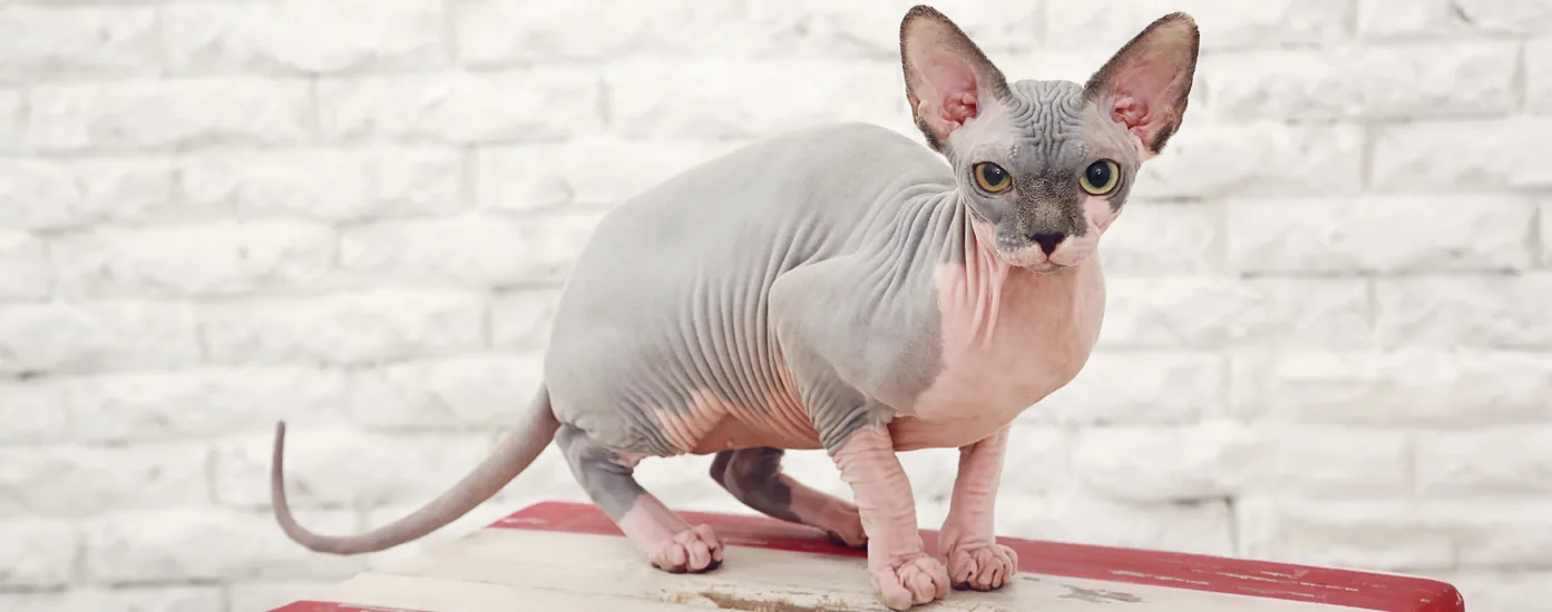 Blue and white bicolour Sphynx cat