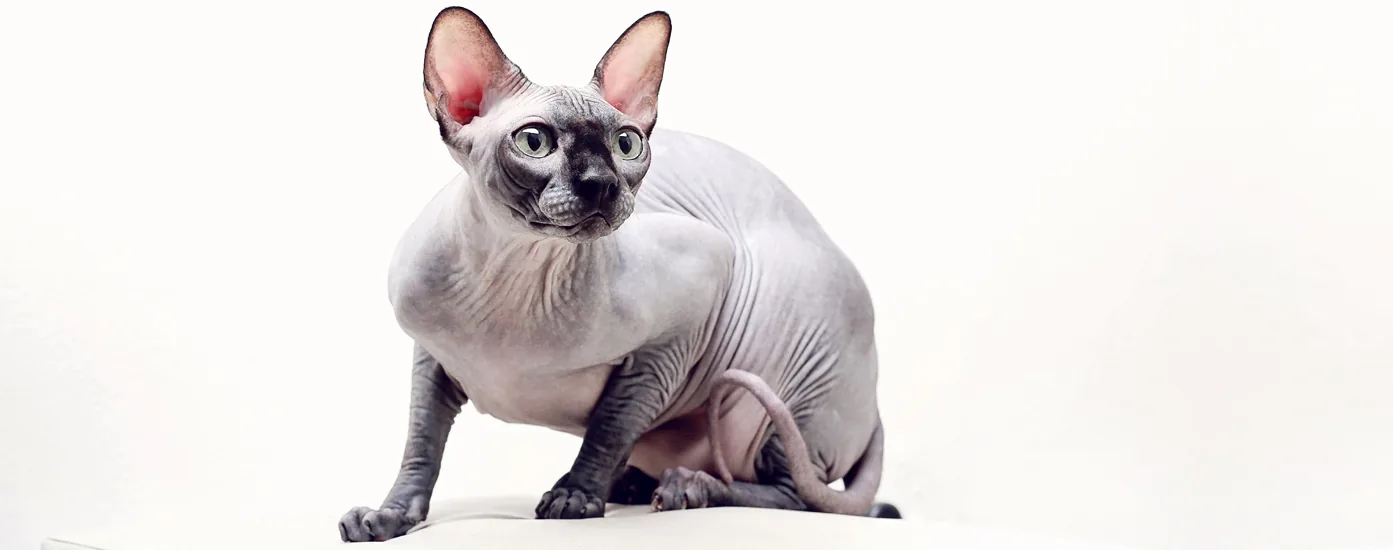 Black Sphynx cat