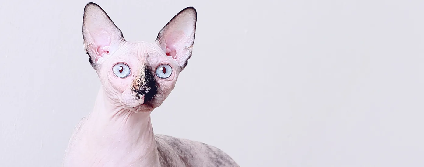 Black tortoiseshell Sphynx cat