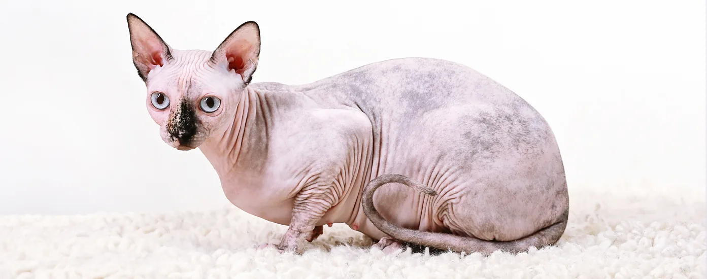 Tortoiseshell pointed Sphynx cat