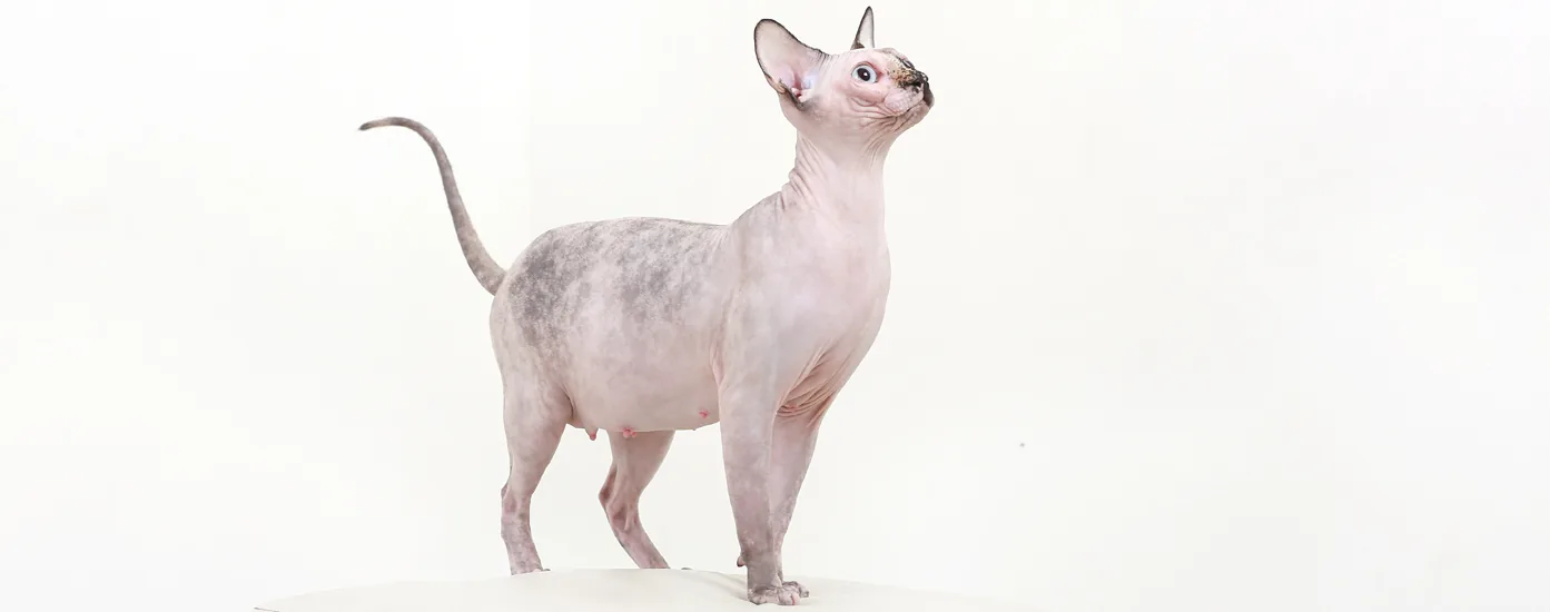 Tortoiseshell Sphynx cat